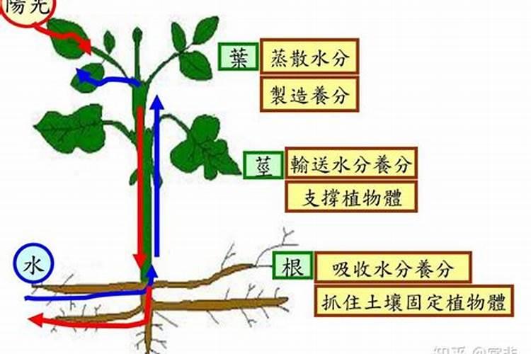 绿萝的养殖方法和施肥