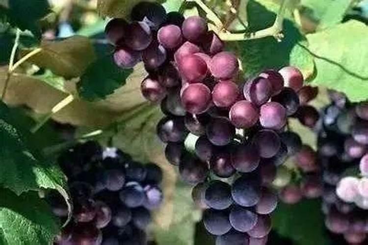 什么时候给苹果树追膨大肥？