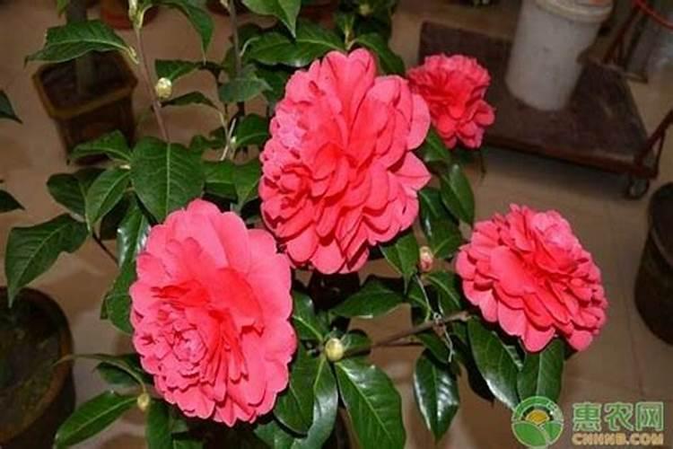 茶花冬天施什么肥最好