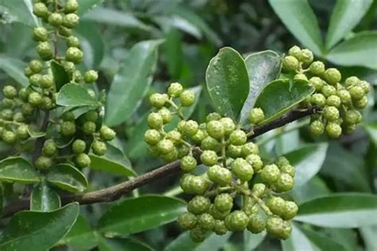 花椒树施什么肥较佳