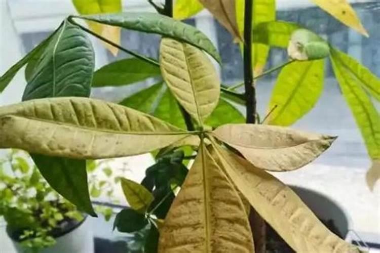 薄荷因施肥过多,导致叶子发黑,怎么办？