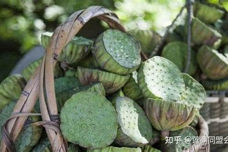 莲子能用矿源黄腐酸钾施肥吗