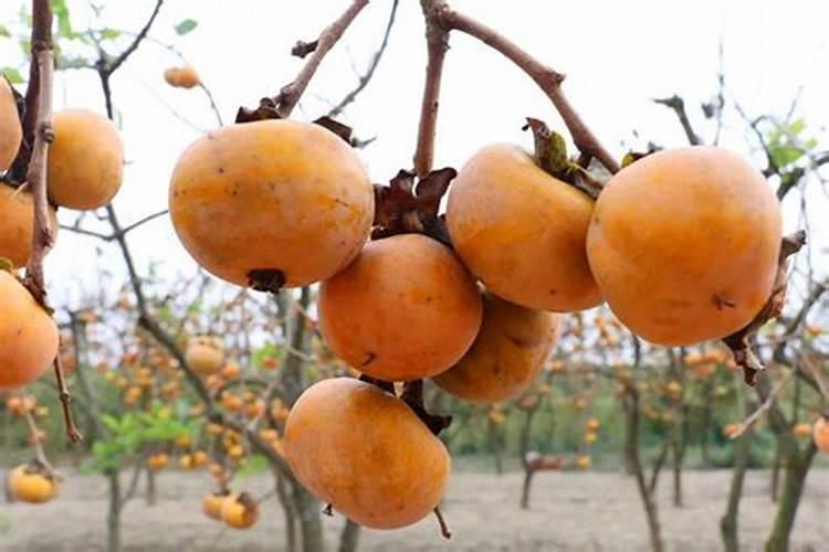 大棚柿子用哪种冲施肥比较好