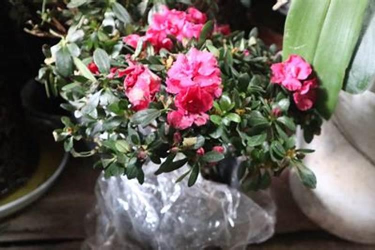 杜鹃开花期间施什么肥,能喷磷酸二氢钾吗