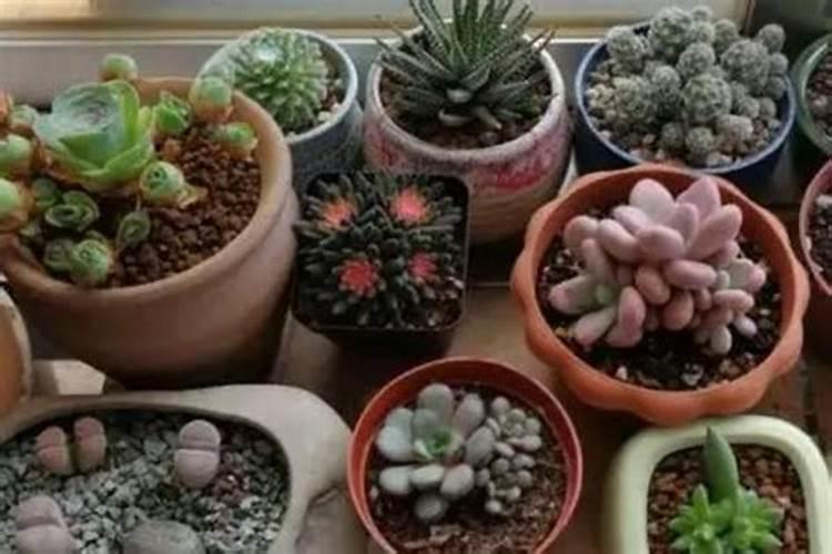 多肉夏天要不要施肥