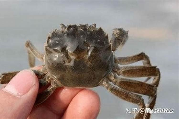 掌握蜕壳期补钙要点,不再为河蟹脱壳犯难!脱壳翻倍促生长
