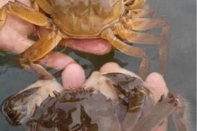 螃蟹脱壳期间一旦ph值高,这种状况下要不要补钙呢？