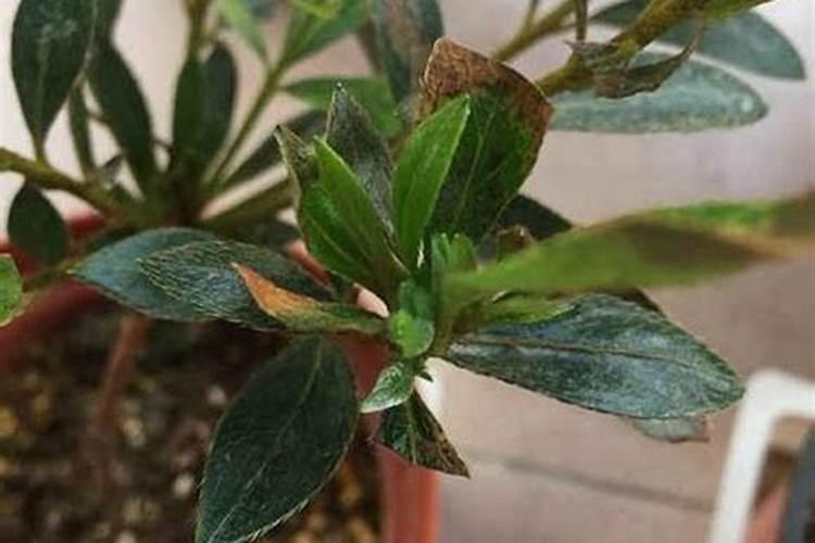 杜鹃花叶片发黄怎么办