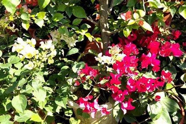 三角梅染上叶斑病如何养护施肥