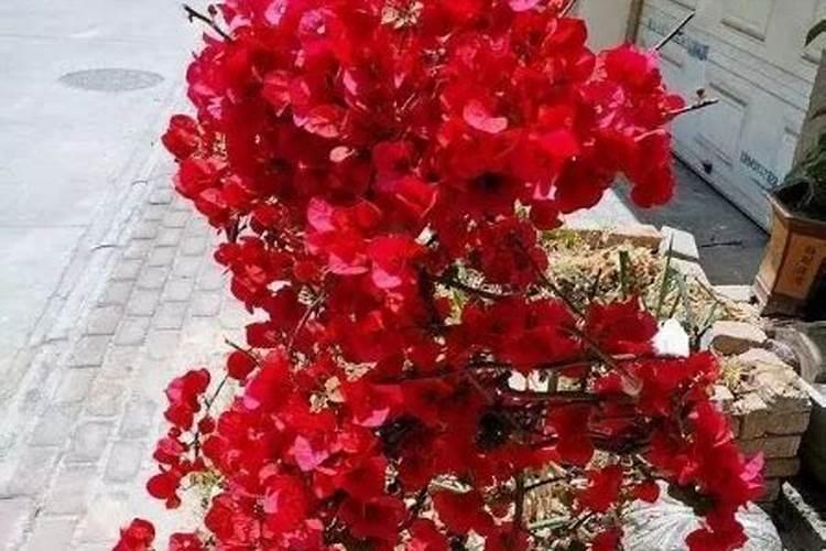 三角梅的养殖方法和注意事项