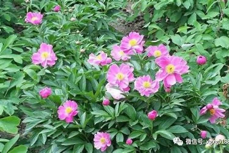 玉米大小苗的原因是什么 有哪些防治方法