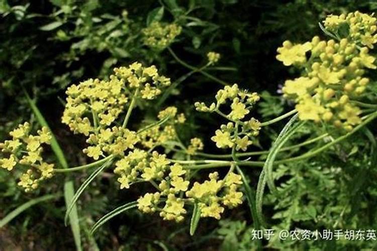 柴胡底肥施什么肥,追肥用什么肥料