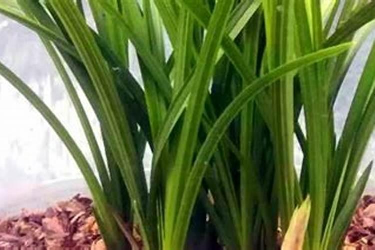 兰草花施什么肥料