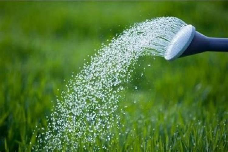 狗牙根草皮夏天发白怎么办