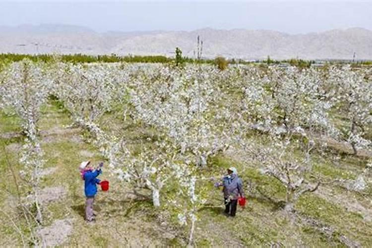 最好的保花保果药