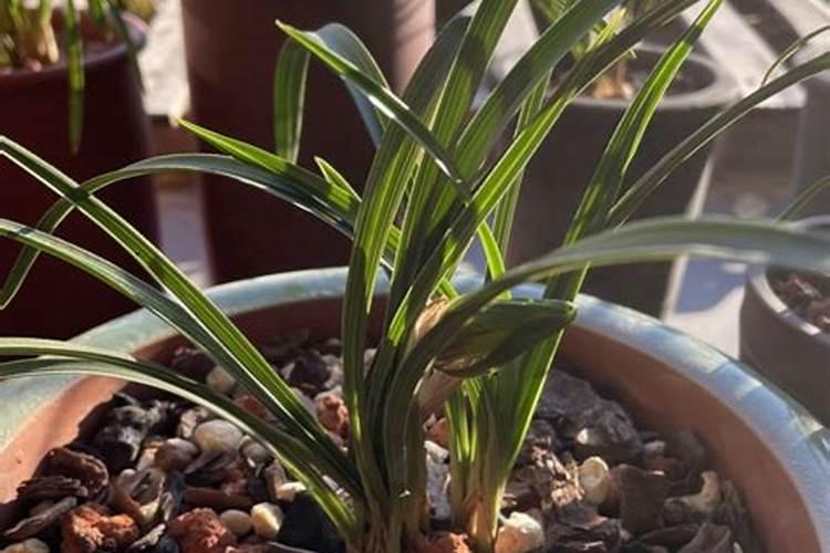 矿源黄腐酸钾浇兰花多少倍合适？