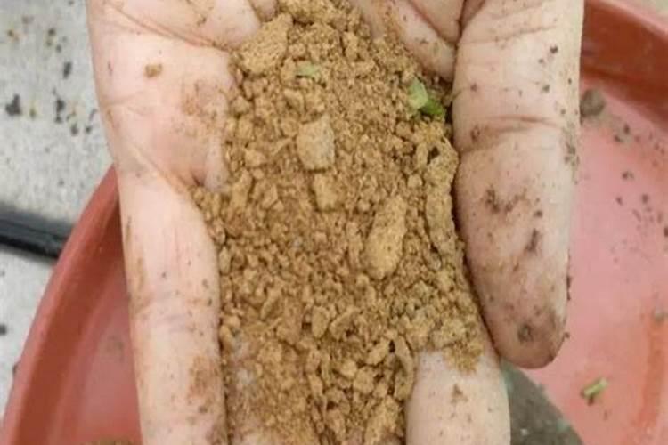 种的白菜上什么肥料最好？