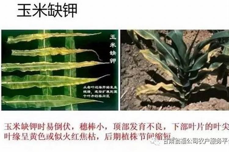 c3061玉米种子简介？