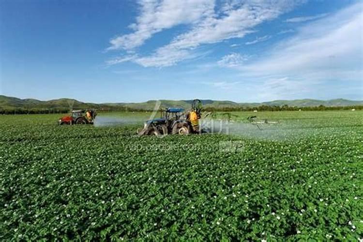 土豆特殊种植