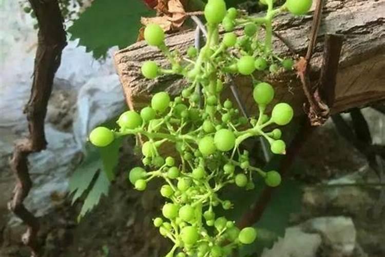 葡萄大小粒该怎么办？