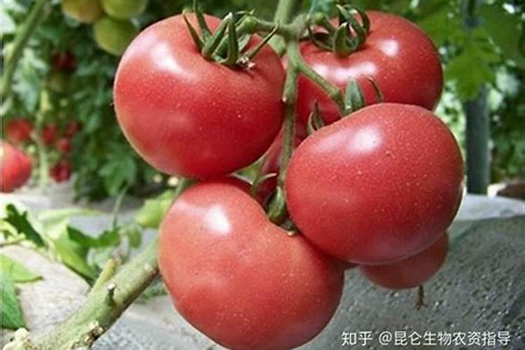 番茄座果期专用增产叶面肥料？番茄膨大期用什么肥料长的好？
