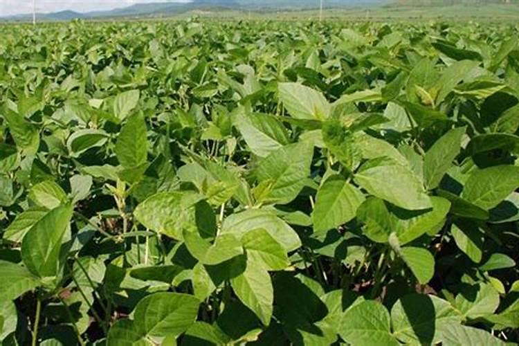 种植大豆需要上多少肥都上什么肥