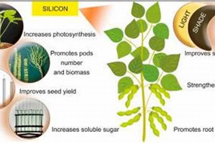 大豆什么时候喷硅肥
