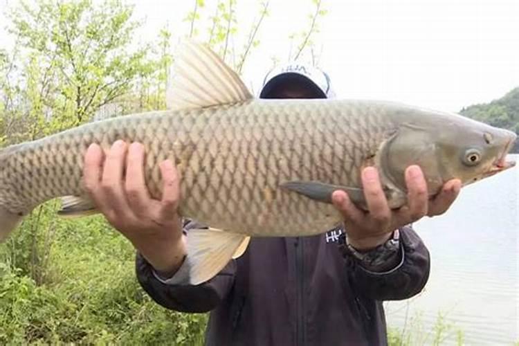 这些作物怎么使用鱼蛋白肥？千万别施错了!