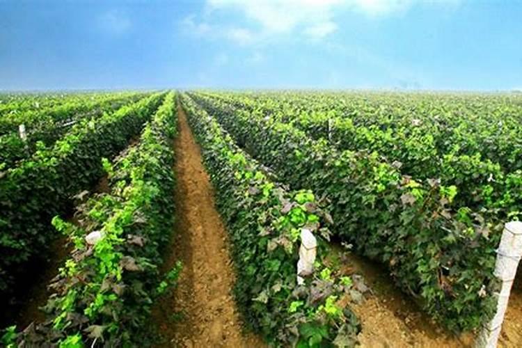 葡萄花期用什么肥料