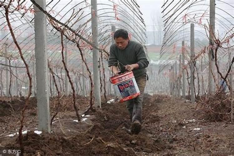 葡萄喷哪种叶面肥比较好？