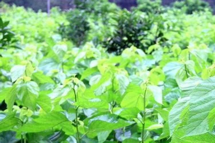 桑树用什么肥料好