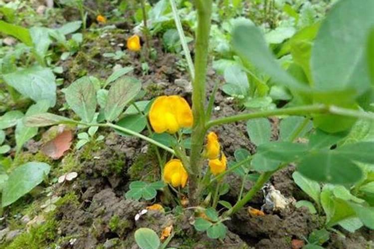 花生需要打叶面肥吗