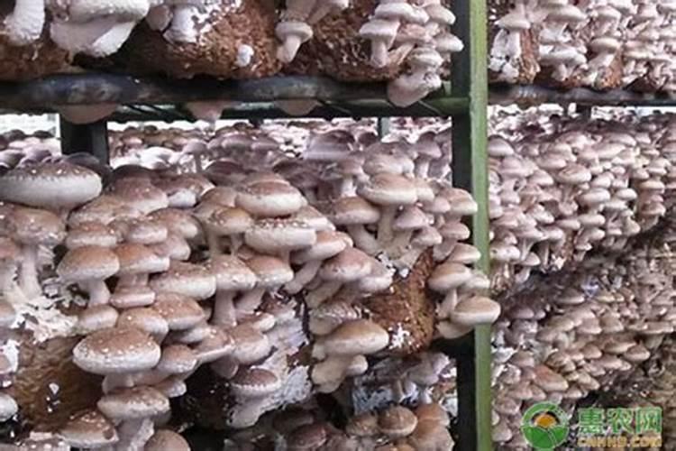 蘑菇的施肥很关键,蘑菇种植一般用什么肥效果好？