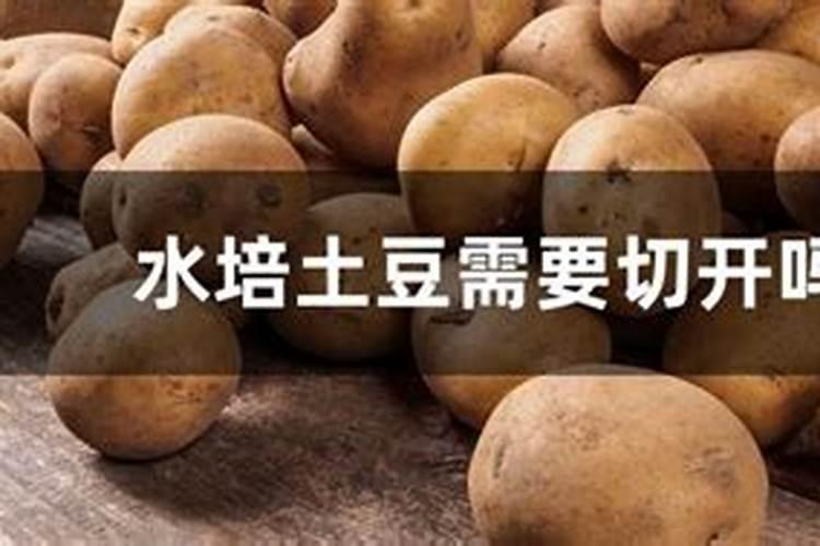 土豆水浇花好吗