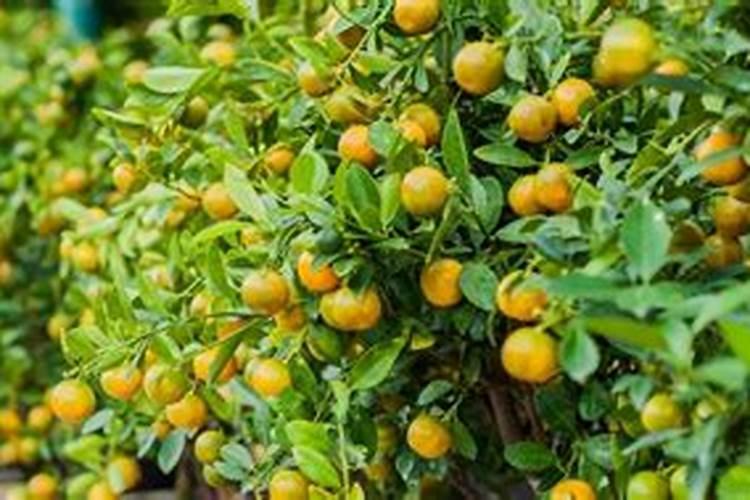 8月份苹果树如何促花施肥