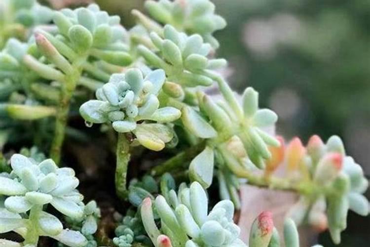 多肉植物施什么肥容易爆盆