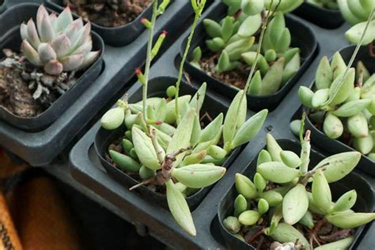 这多肉为什么很多人说好养,我就一直养不好呢？