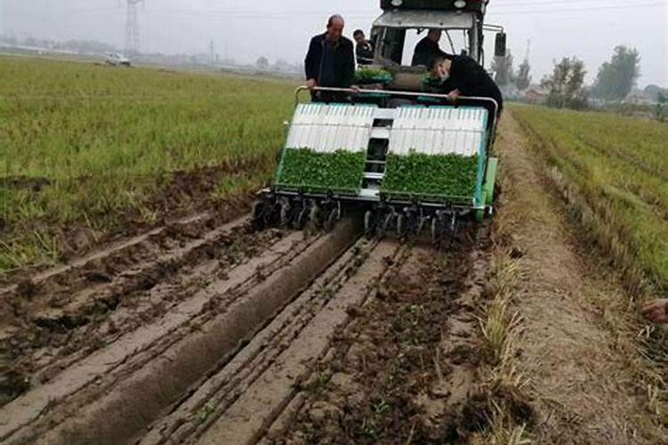 种油菜怎样施底肥