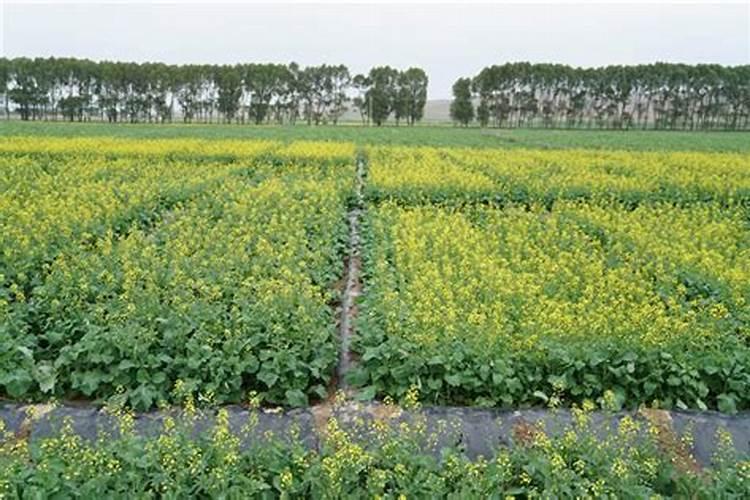 油菜高产种植栽培技术
