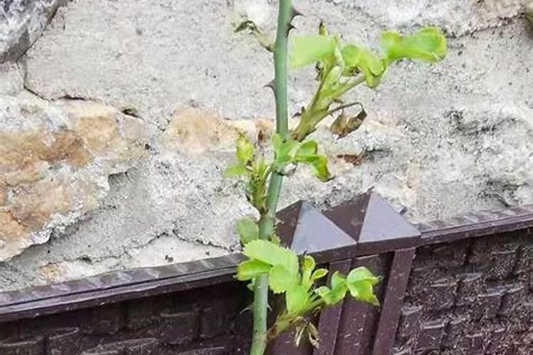 大量元素水溶肥,六个特点无可匹敌!