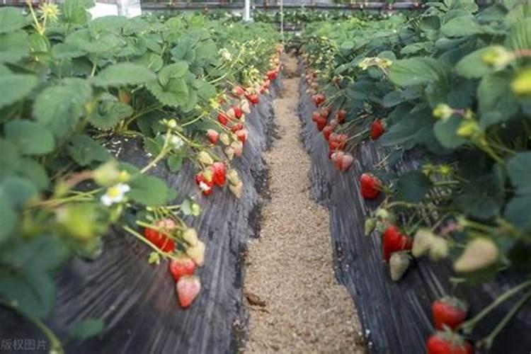 草莓施肥用什么肥料好