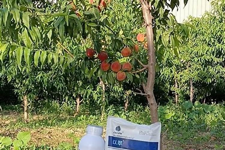 桃子卸果后可以喷施钙肥吗