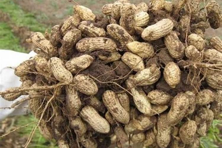 花生后期追肥使用什么肥料