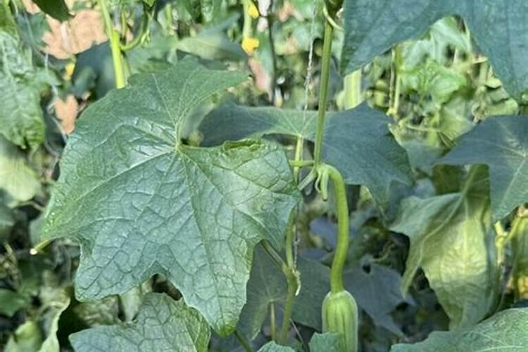 种丝瓜要注意什么