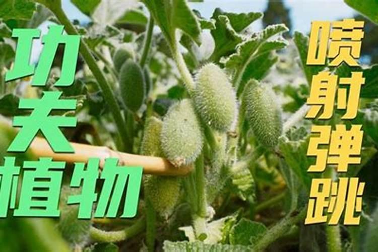 线辣椒如何施肥,以及如何喷打叶面肥？