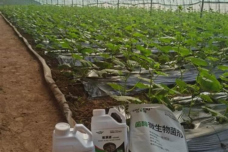 自制氨基酸水溶肥如何使用