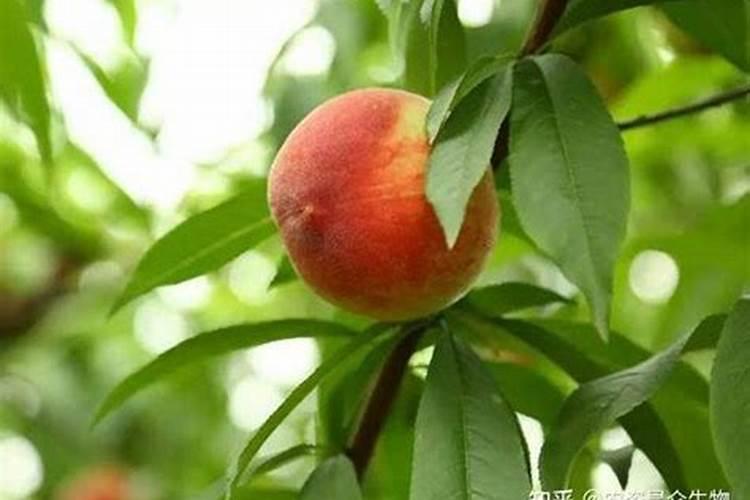 桃树种植全年施肥注意事项？桃树怎么施肥有助于高产？