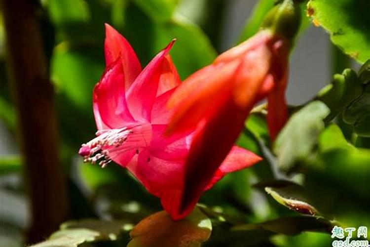 蟹爪兰用叶面肥喷施能行吗