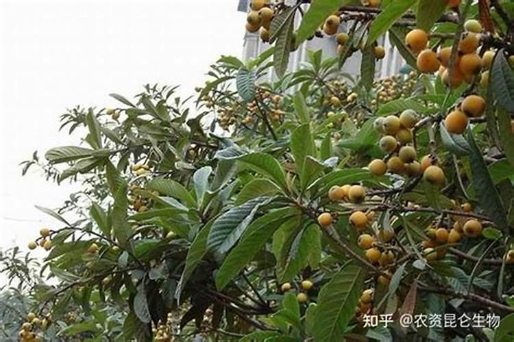 枇杷的肥力管理和田间管理及施用叶面肥的要点