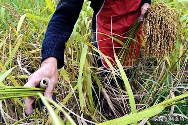 中钾水溶肥有什么作用